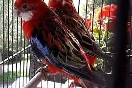 Papugi papugi, Gorzów Wielkopolski