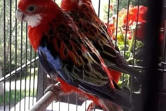 Papugi papugi, Gorzów Wielkopolski