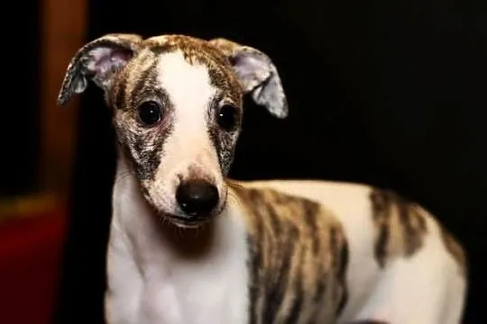 whippet chart angielski