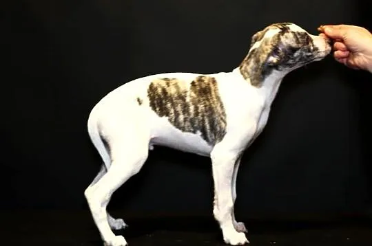 whippet chart angielski, Wielkopolskie, Poznań