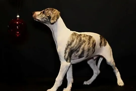 whippet chart angielski, Wielkopolskie, Poznań