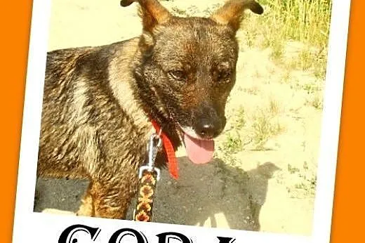 Średnia,przyjazna,spokojna,sterylizowana suczka GORA.Adopcja,  dolnośląskie Wrocław