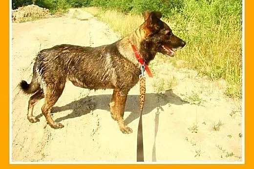 Średnia,przyjazna,spokojna,sterylizowana suczka GO
