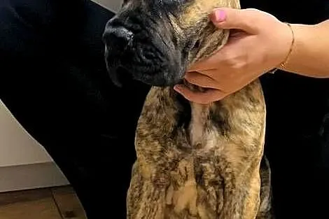 Dog Niemiecki szczenię, Śląskie, Czyżowice