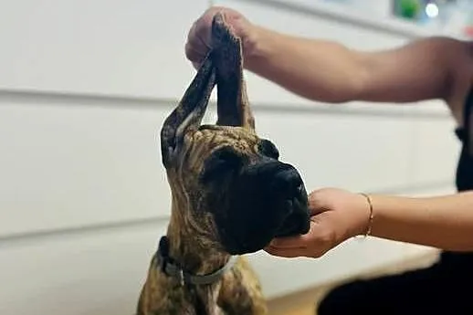 Dog Niemiecki szczenię, Śląskie, Czyżowice