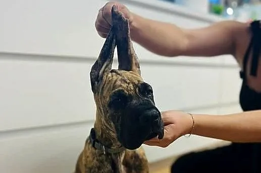 Dog Niemiecki szczenię, Śląskie, Czyżowice