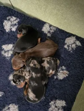 Wunderschöne Dackelwelpen. Kontaktieren Sie mich per WhatsApp unter: +44 7453 907158, , stuttgart