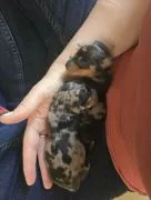 Wunderschöne Dackelwelpen. Kontaktieren Sie mich per WhatsApp unter: +44 7453 907158