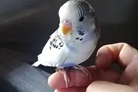 Papuga falista oswojona