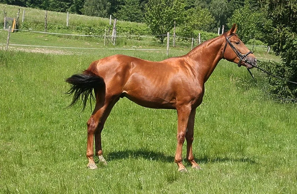 Wałach po Talent Charboniere, ,