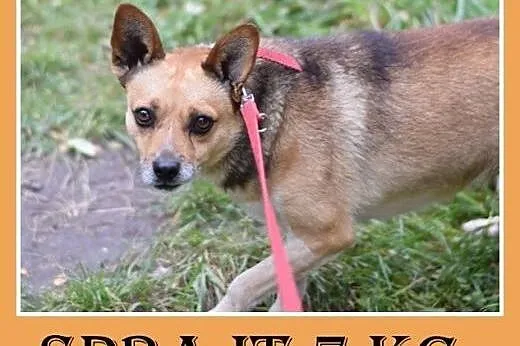 7kg,mały,przyjazny,łagodny piesek SPRAJT.Adopcja,  dolnośląskie Wrocław