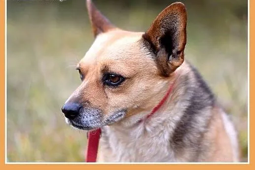 7kg,mały,przyjazny,łagodny piesek SPRAJT.Adopcja, 