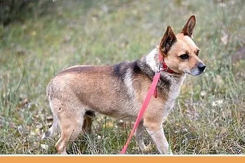 7kg,mały,przyjazny,łagodny piesek SPRAJT.Adopcja, 