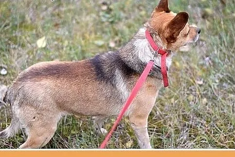 7kg,mały,przyjazny,łagodny piesek SPRAJT.Adopcja, 