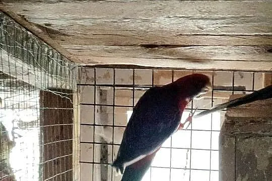 Rozella Królewska Szek para., Podkarpackie, Chmielnik