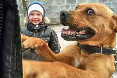 Piękna bullowata szuka domu,  wielkopolskie Piła