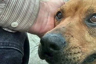 Piękna bullowata szuka domu,  wielkopolskie Piła