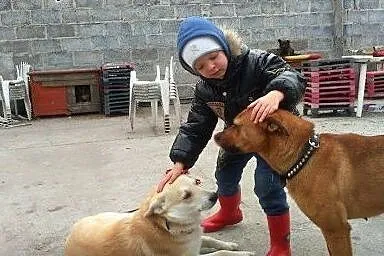 Piękna bullowata szuka domu,  wielkopolskie Piła