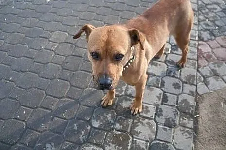 Piękna bullowata szuka domu,  wielkopolskie Piła