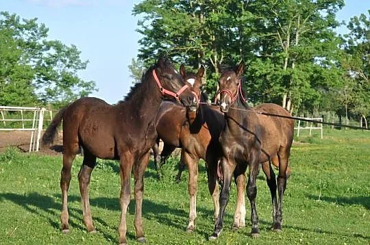 Ogierki, źrebaki szlachetne, Mazowieckie, Mogielnica