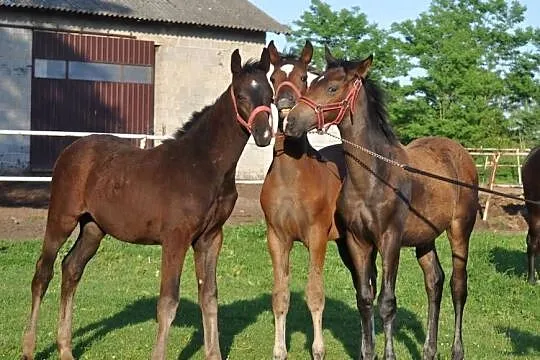 Ogierki, źrebaki szlachetne, Mazowieckie, Mogielnica