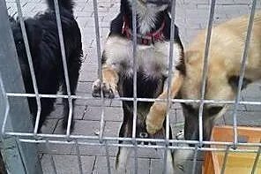 Feluś mini psiak szuka domu!!! PILNE!!!,  dolnoślą