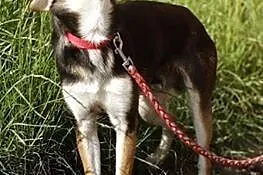 Feluś mini psiak szuka domu!!! PILNE!!!,  dolnoślą