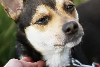 Feluś mini psiak szuka domu!!! PILNE!!!,  dolnoślą