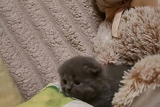 Kot Fold Szkocki odbiór przed wigilia, Kujawsko-pomorskie, Bydgoszcz