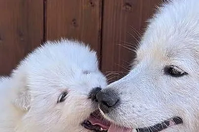 Samojed Samoyed Zapraszamy