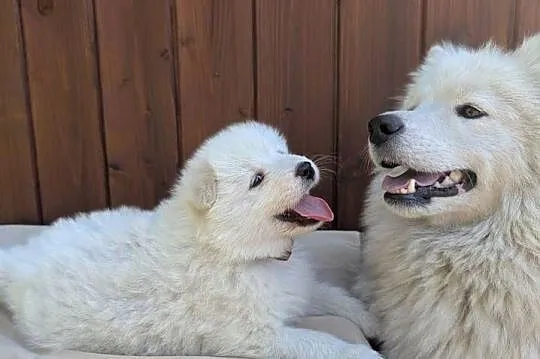 Samojed Samoyed Zapraszamy, Śląskie, Pszczyna