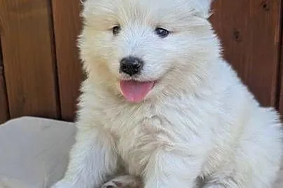 Samojed Samoyed Zapraszamy, Śląskie, Pszczyna