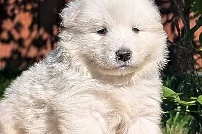 Samojed Samoyed Zapraszamy, Śląskie, Pszczyna