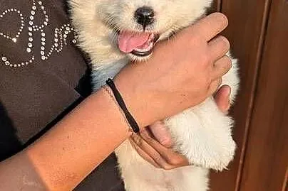 Samojed Samoyed Zapraszamy, Śląskie, Pszczyna