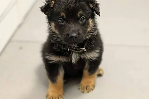 BIMBER SZUKA DOMU,  mazowieckie Warszawa