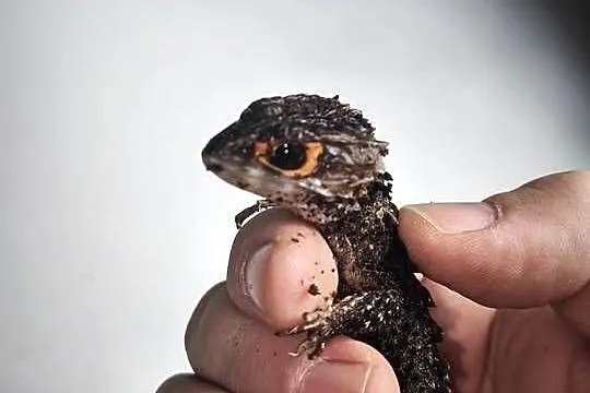 Parka scynków krokodylowych (Tribolonotus gracilis) – wiek około 1,5 roku