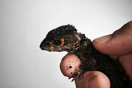 Parka scynków krokodylowych (Tribolonotus gracilis) – wiek około 1,5 roku, Dolnośląskie, Wałbrzych