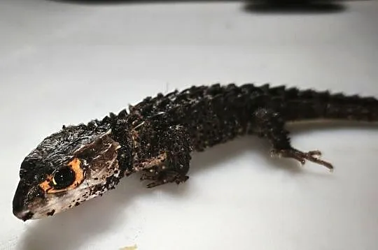 Parka scynków krokodylowych (Tribolonotus gracilis) – wiek około 1,5 roku, Dolnośląskie, Wałbrzych