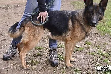 Do adopcji,  dolnośląskie Karpacz