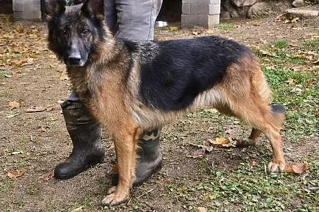 Do adopcji,  dolnośląskie Karpacz