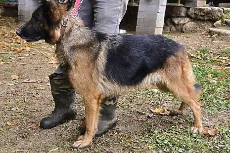 Do adopcji,  dolnośląskie Karpacz
