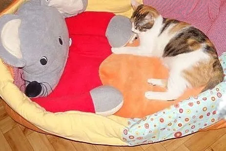 Parka słodziaków tri i tygrysek 10 mies.,  mazowie