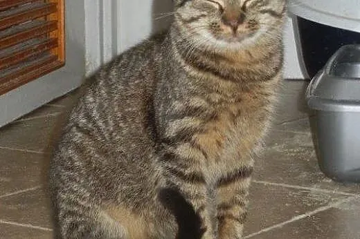 Mały Marianek do adopcji!,  łódzkie Łódź