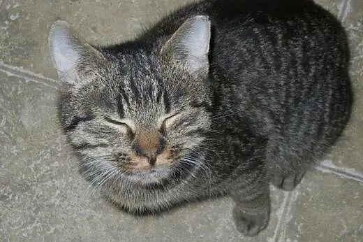 Mały Marianek do adopcji!,  łódzkie Łódź