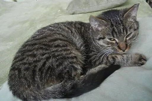 Mały Marianek do adopcji!,  łódzkie Łódź