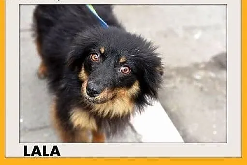 LALA,11 mies. szczeniak,średnia,tulaśna suczka płacze w schronisku.PILNY dom,  dolnośląskie Wrocław