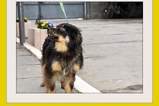 LALA,11 mies. szczeniak,średnia,tulaśna suczka pła