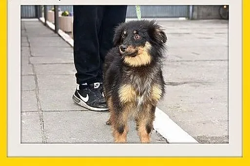 LALA,11 mies. szczeniak,średnia,tulaśna suczka pła