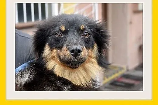 LALA,11 mies. szczeniak,średnia,tulaśna suczka pła