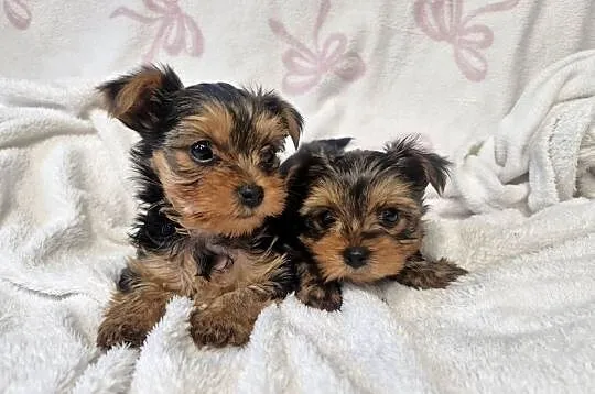 Yorkshire terrier  gotowy do zmiany domu, Warmińsko-mazurskie, Morąg